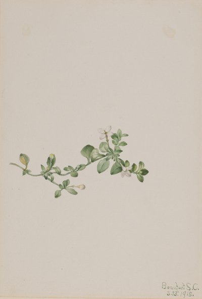 Efterfølgende Houstonia Houstonia procumbens, 1918. af Mary Vaux Walcott