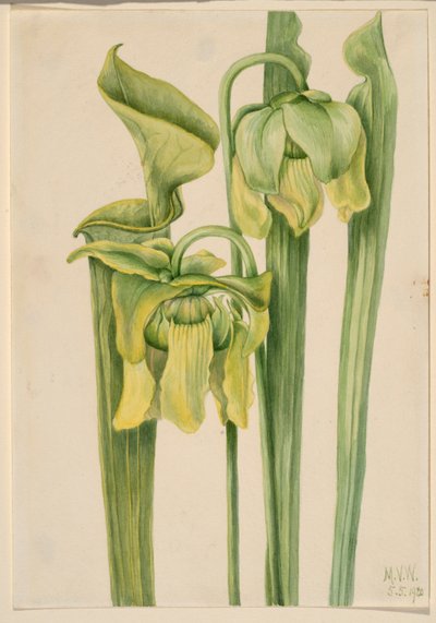 Trompetblad (Sarracenia flava) af Mary Vaux Walcott