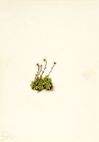 Tufted Saxifrage Saxifraga caespitosa, 1921. af Mary Vaux Walcott