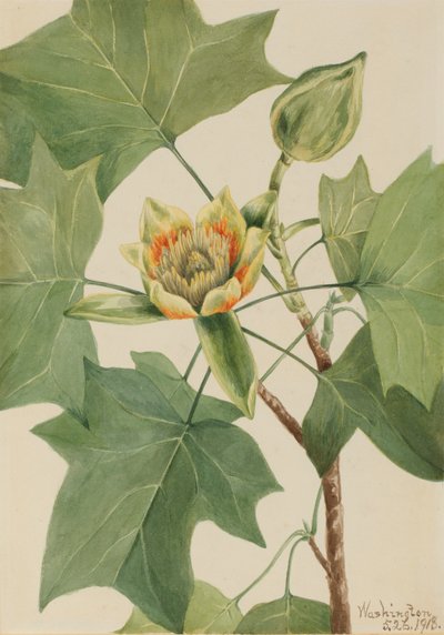 Tuliptree Liriodendron tulipifera, 1918. af Mary Vaux Walcott
