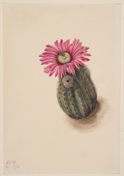 Kalkunhovedkaktus (Echinocerus perbellus) af Mary Vaux Walcott