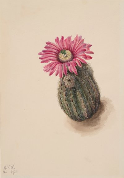 Turk Head Cactus Echinocereus perbellus, 1930. af Mary Vaux Walcott