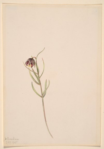 Uden titel - blomsterstudie af Mary Vaux Walcott