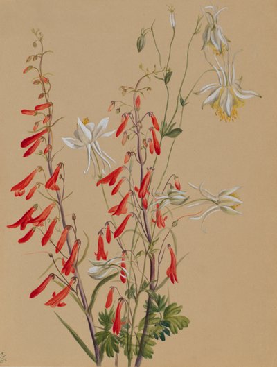 Uden titel - blomsterstudie af Mary Vaux Walcott