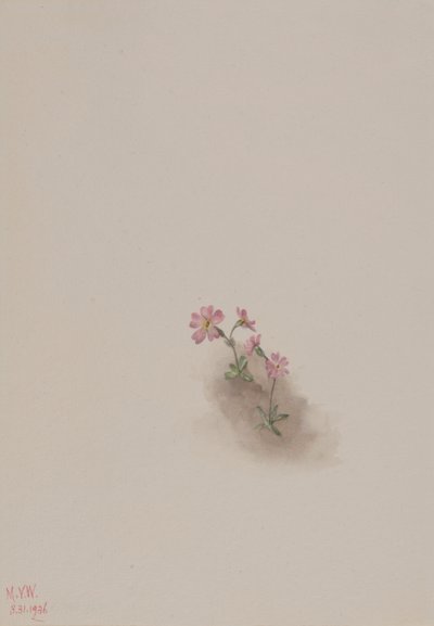Uden titel - blomsterstudie af Mary Vaux Walcott