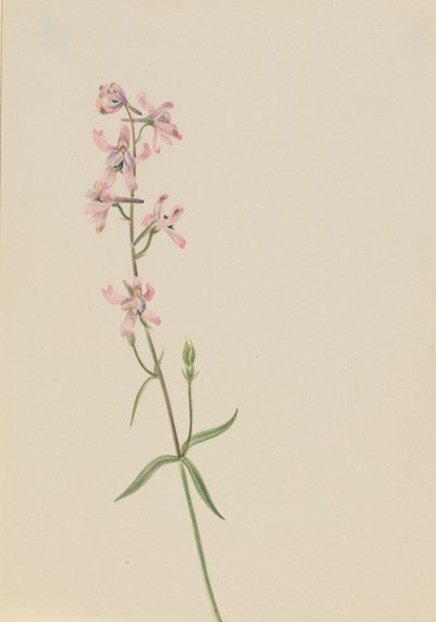 Uden titel - blomsterstudie af Mary Vaux Walcott