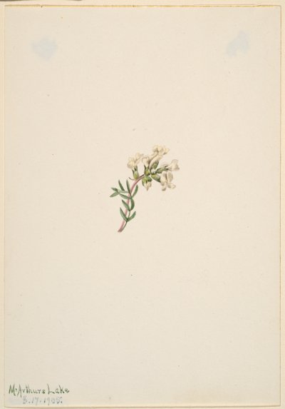 Uden titel - blomsterstudie af Mary Vaux Walcott