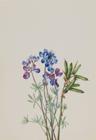 Uden titel - blomsterstudie af Mary Vaux Walcott