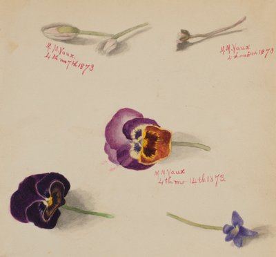 Uden titel - Blomsterstudie, 1873. af Mary Vaux Walcott