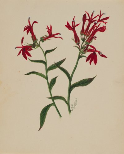 Uden titel - Blomsterstudie, 1876. af Mary Vaux Walcott