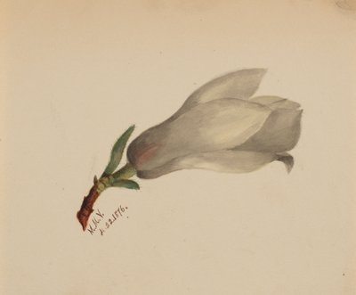 Uden titel - Blomsterstudie, 1876. af Mary Vaux Walcott
