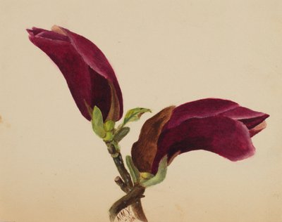 Uden titel - Blomsterstudie, 1876. af Mary Vaux Walcott