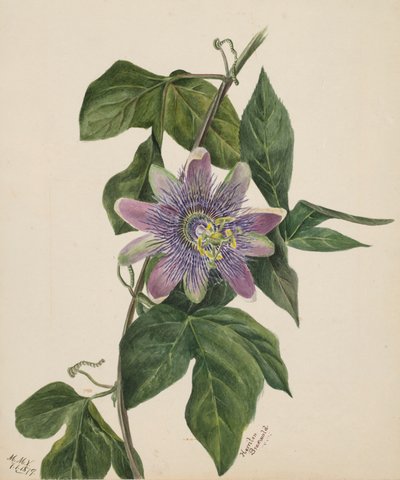 Uden titel - Blomsterstudie, 1879. af Mary Vaux Walcott