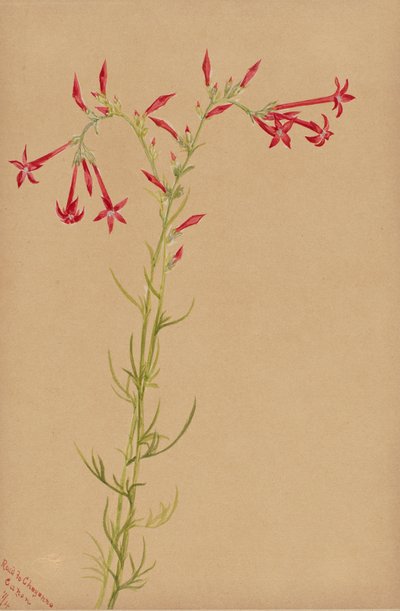 Uden titel - Blomsterstudie, 1883. af Mary Vaux Walcott