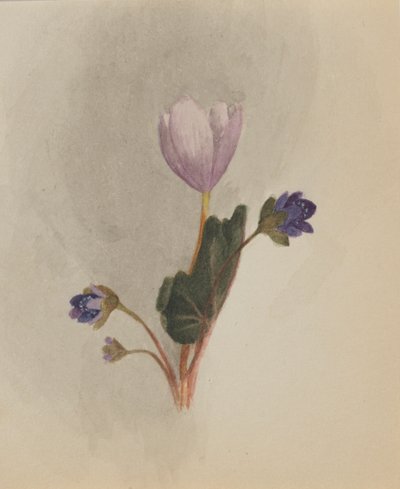 Uden titel--Flower Study, ca. 1876. af Mary Vaux Walcott