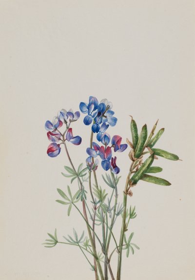 Uden titel--Flower Study, ca. 1900-1930. af Mary Vaux Walcott