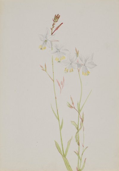 Uden titel--Flower Study, n.d. af Mary Vaux Walcott