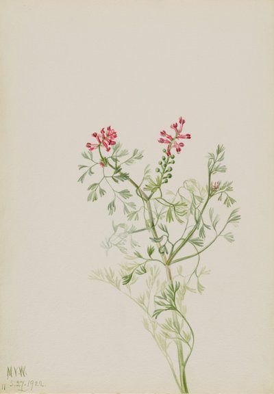 Uden titel--Plantestudie af Mary Vaux Walcott