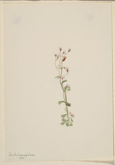Uden titel--Plantestudie af Mary Vaux Walcott