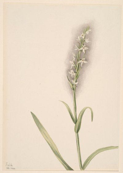 Uden titel--Plantestudie af Mary Vaux Walcott