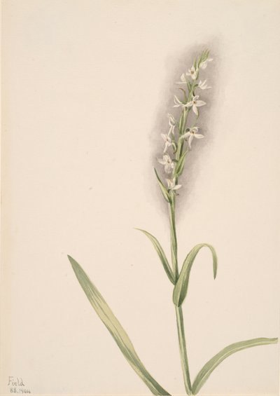 Uden titel--Plant Study, 1904. af Mary Vaux Walcott