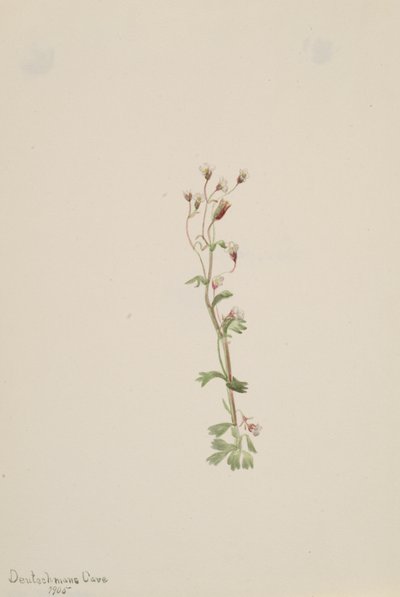 Uden titel - Plantestudie, 1905. af Mary Vaux Walcott