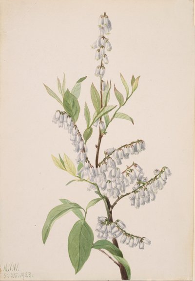 Uden titel--Plant Study, 1923. af Mary Vaux Walcott