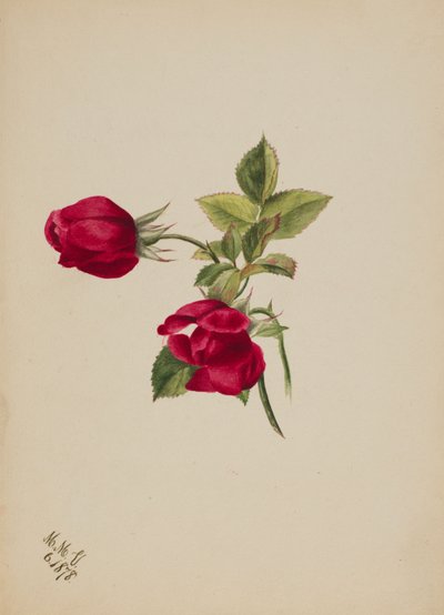 Uden titel - Rose, 1878. af Mary Vaux Walcott