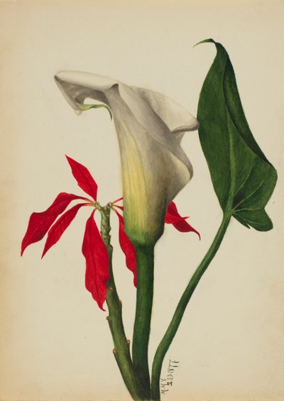 Uden titel (Calla Lily) af Mary Vaux Walcott
