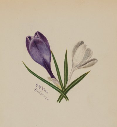 Uden titel (krokus) af Mary Vaux Walcott