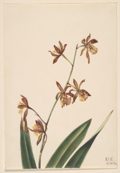 Uden titel (blomsterstudie) af Mary Vaux Walcott