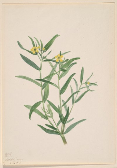 Uden titel (blomsterstudie) af Mary Vaux Walcott