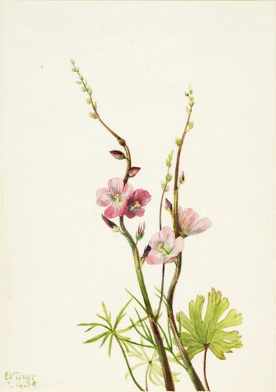 Uden titel (blomsterstudie) af Mary Vaux Walcott