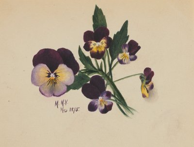 Uden titel (Stedmoderblomster) af Mary Vaux Walcott