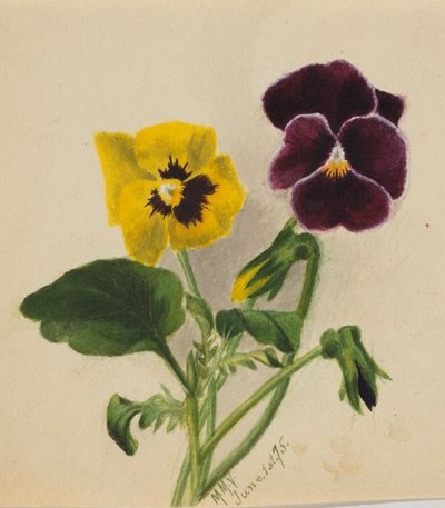 Uden titel (Stedmoderblomster) af Mary Vaux Walcott