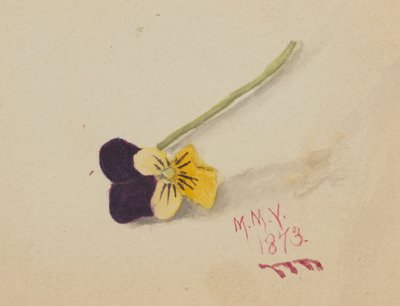 Uden titel (Pansy) af Mary Vaux Walcott