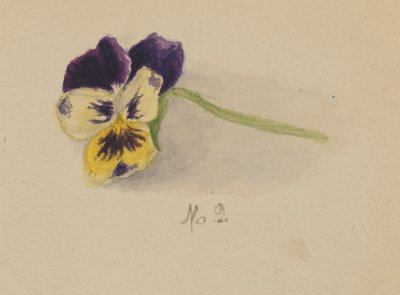 Uden titel (Pansy) af Mary Vaux Walcott