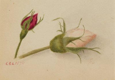 Uden titel (Rosenknopper) af Mary Vaux Walcott
