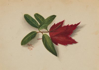 Uden titel af Mary Vaux Walcott