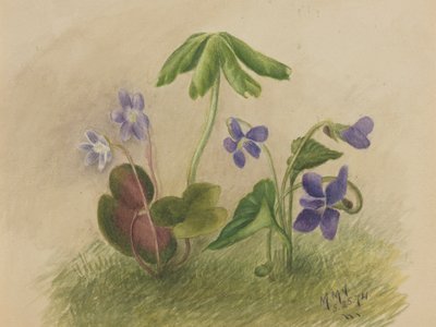 Uden titel af Mary Vaux Walcott