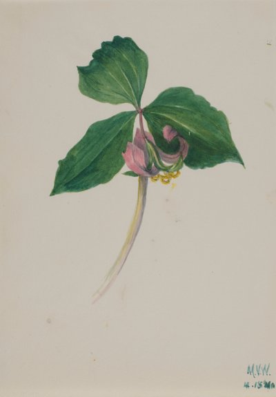 Uden titel af Mary Vaux Walcott