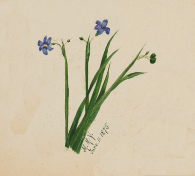 Uden titel, 1875. af Mary Vaux Walcott