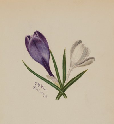 Uden titel krokus, 1874. af Mary Vaux Walcott