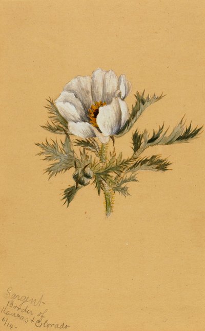 Uden titel Blomsterstudie, 1883. af Mary Vaux Walcott