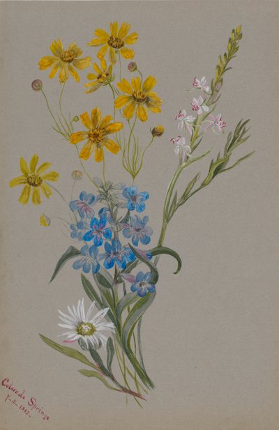 Uden titel, Gruppe af blomster, 1883. af Mary Vaux Walcott