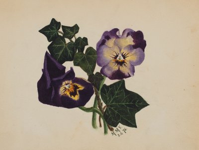 Uden titel Pansies and Ivy, 1876. af Mary Vaux Walcott