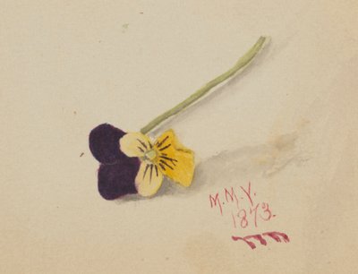 Uden titel stedmoderblomst, 1873. af Mary Vaux Walcott