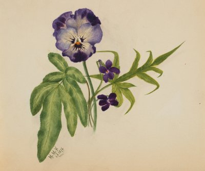 Uden titel stedmoderblomst, 1876. af Mary Vaux Walcott