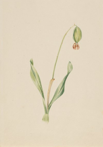 Uden titel Planteundersøgelse, ca. begyndelsen af 1930