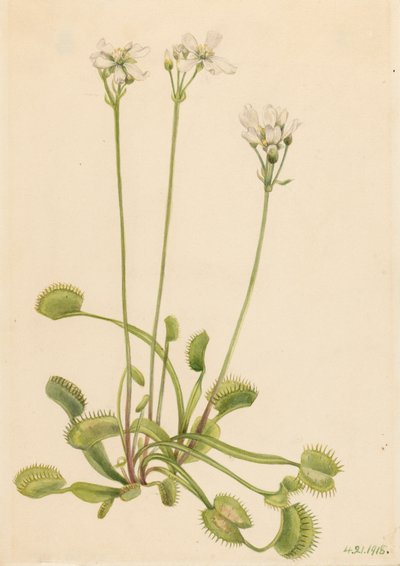 Venus fluefælde Dionaea muscipula, 1918. af Mary Vaux Walcott